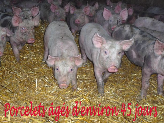 cabane-porcelets-pelette