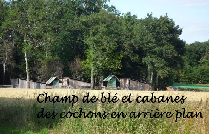 champ-ble-cabanes-pelette