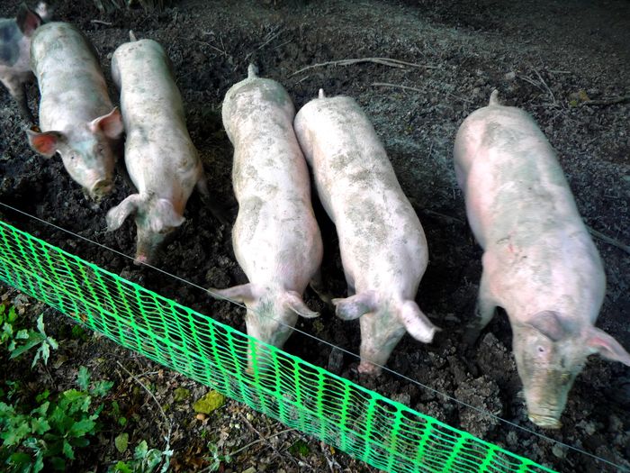 porcelets-plein-air-pelette